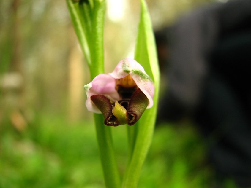 Ophrys Calliantha e Ophrys da determinare